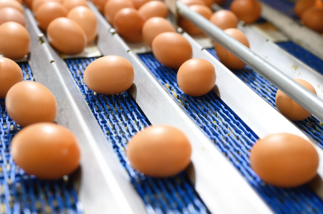 Food industry egg processing equipment by LMI